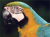 Amazonas Papagei